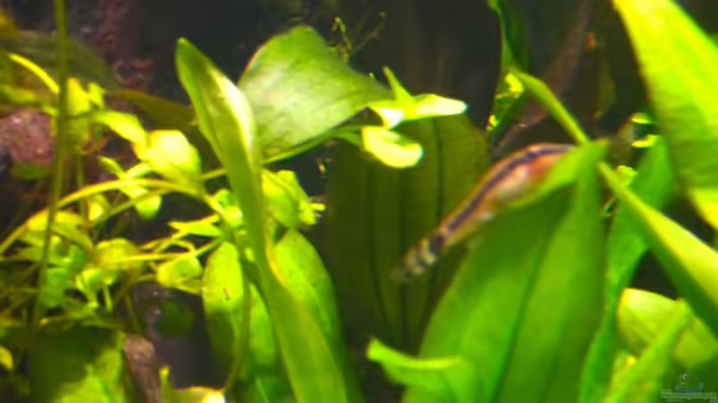 Otocynclus 31.12.12 von Michel (56)