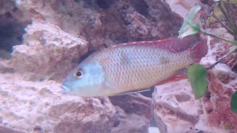 Otopharinx Tetrastigma von Thomas Lapper (6)