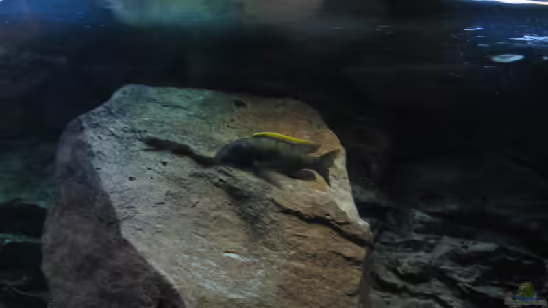 Otopharnyx lithobates Bock von The Duke of woods (33)