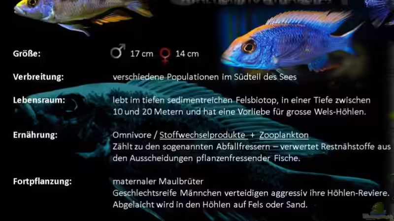 Otopharnyx von KaZe (23)