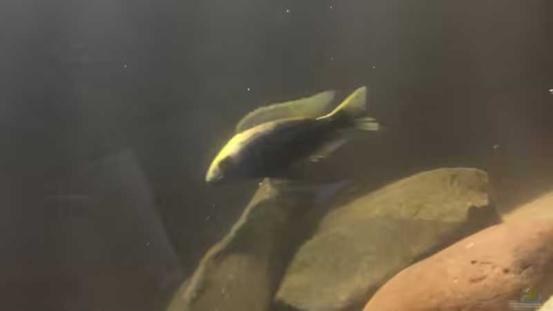 Otopharynx lilobathes von Malawi Appel (9)