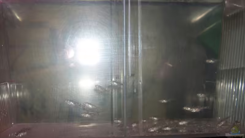 Otopharynx lithobates 22x ^^ von Samson (9)