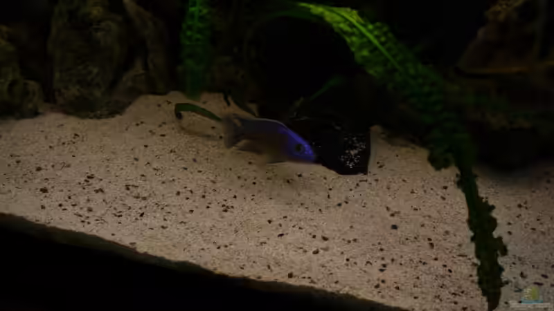 Otopharynx lithobates Bock von Volker Alms (14)