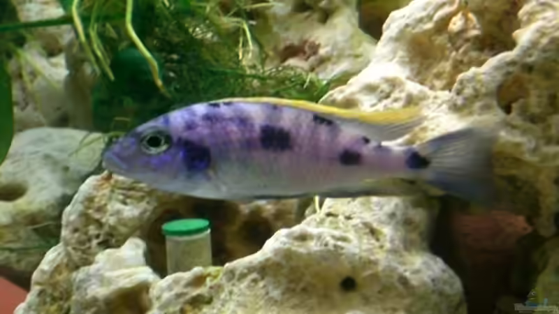 Aquarien mit Otopharynx (Einrichtungsbeispiele für Otopharynx-Arten)