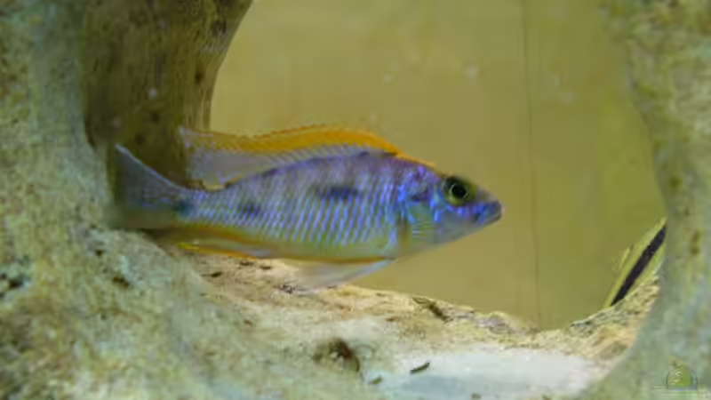 Otopharynx lithobates männchen von Tobi_88 (6)