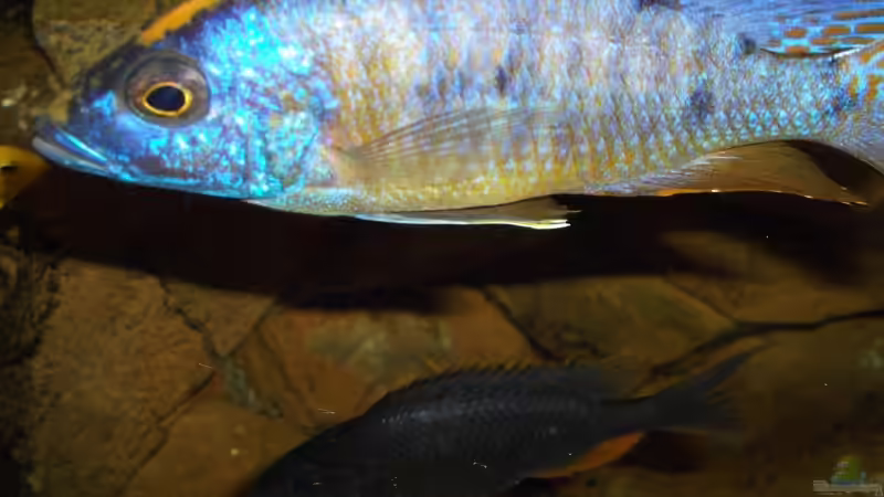 Otopharynx lithobates Male von Esslinger (16)