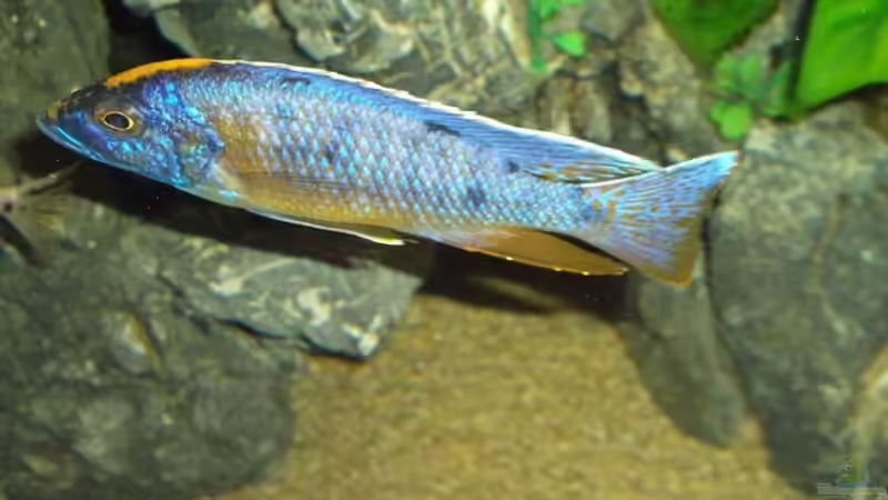 Otopharynx lithobates Male von Esslinger (23)