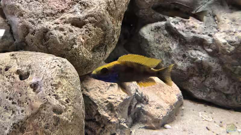 Otopharynx lithobates sulphur gead von Charmin (23)