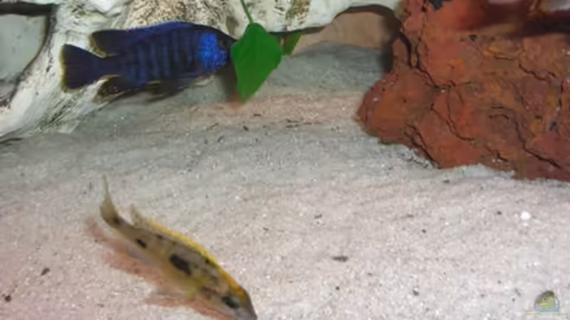 Otopharynx lithobates sulphur head von Günni (16)