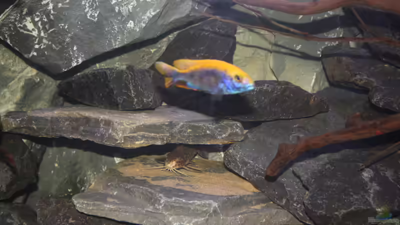 Otopharynx lithobates sulphur head Zimbawe Rock von Tobias Summerer (63)