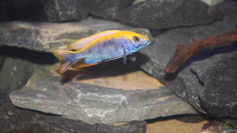 Einrichtungsbeispiele für Otopharynx lithobates