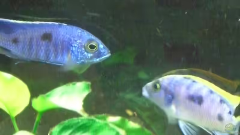 Einrichtungsbeispiele mit Copadichromis azureus (Azur-Cichlide)