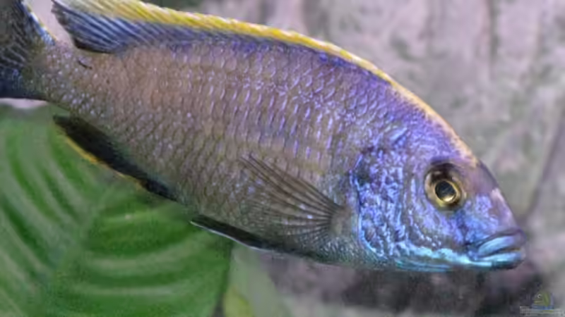 Otopharynx lithobates von Armin Lange (17)