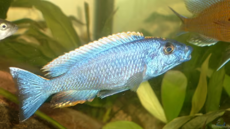 Otopharynx lithobates von Christian Klar (32)