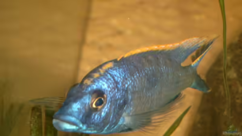 Otopharynx lithobates von Christian Klar (36)