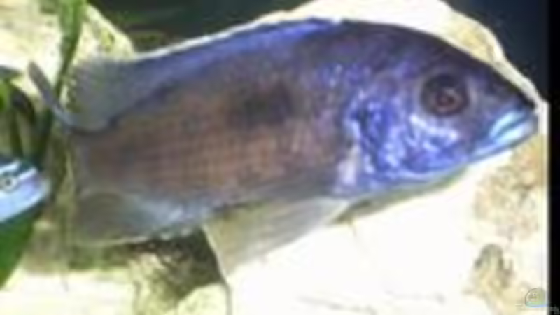 Otopharynx Lithobates von Dominik Geissert (9)