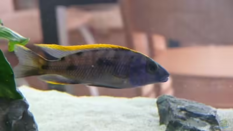 Otopharynx lithobates von Dominik Steigewald (19)