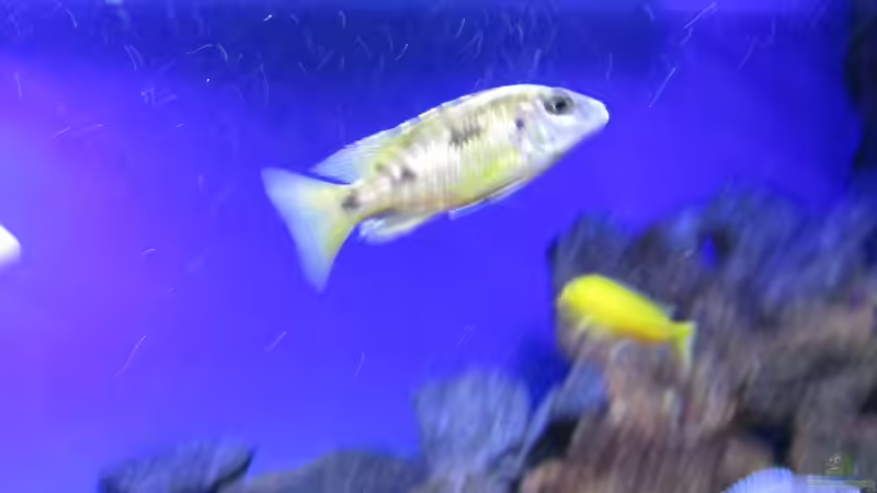 Otopharynx lithobates von Malawi-Dude (19)