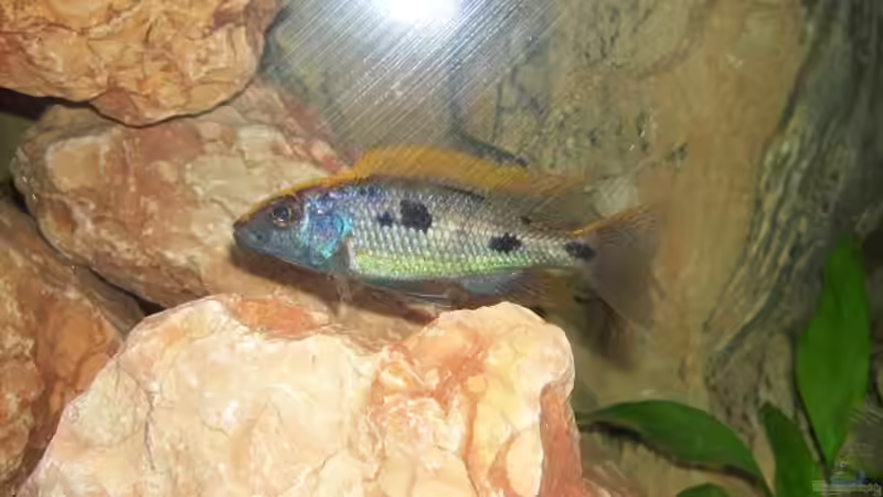 Otopharynx lithobates von Samson (8)