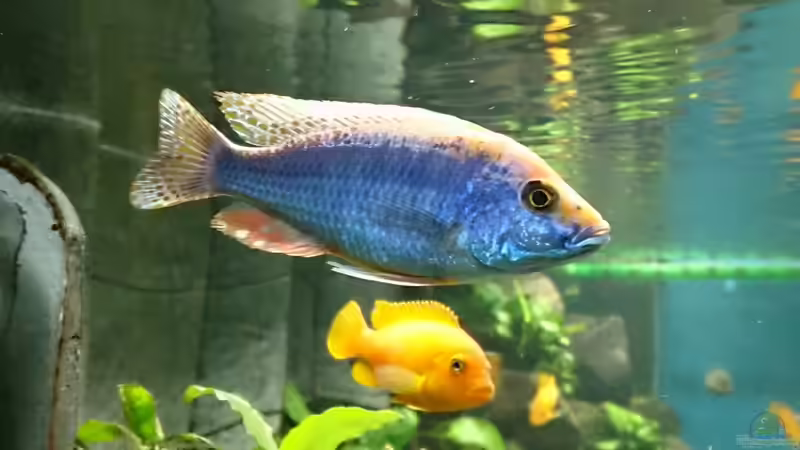 Otopharynx lithobates von Sven 76 (10)