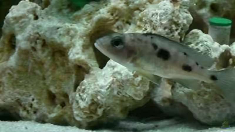 Otopharynx Lithobates W (verstorben) :-( von Mirco N. (24)