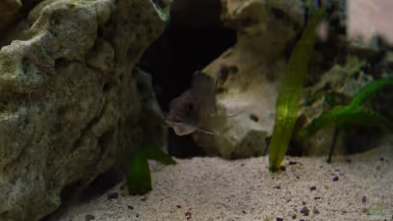 Otopharynx lithobates Weibchen mit vollem Maul von ehemaliger User (31)