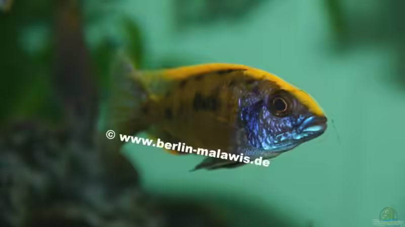 Otopharynx Lithobates Zimbabwe Rock - Bock von *www.berlin-malawis.de* (3)