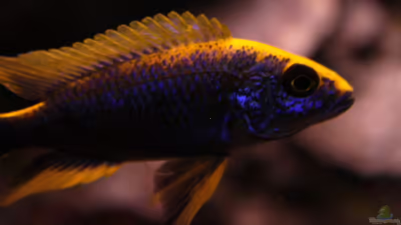 Otopharynx lithobates Zimbawe Rock von Malawigo (64)