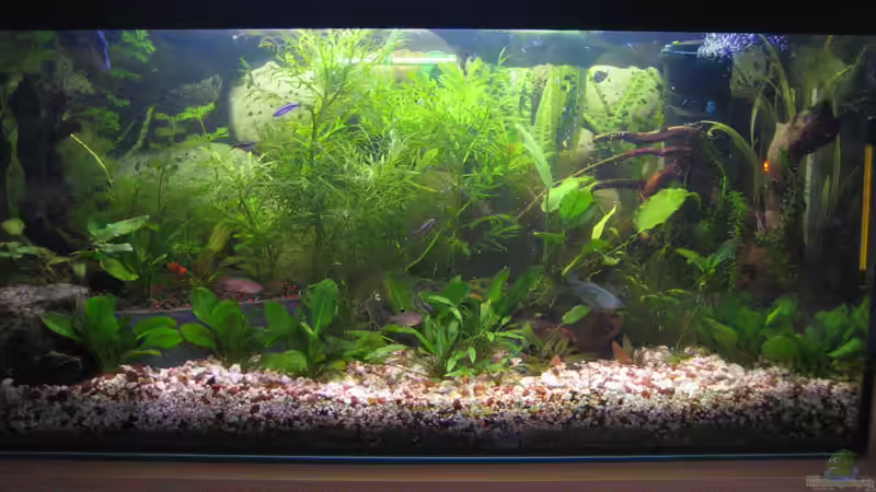 Einrichtungsbeispiele für Otopharynx lithobates