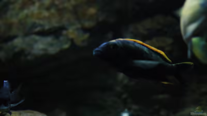 Otopharynx sp. ´black orange dorsal´ von skipper1202 (42)