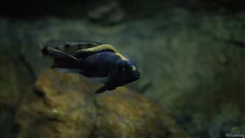 Otopharynx sp. ´black orange dorsal´ von skipper1202 (46)