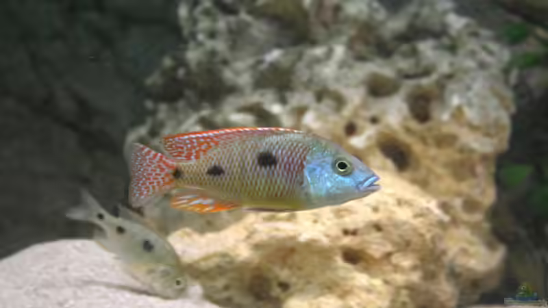 Otopharynx tetrastigma - Männchen von Roland Figura (16)