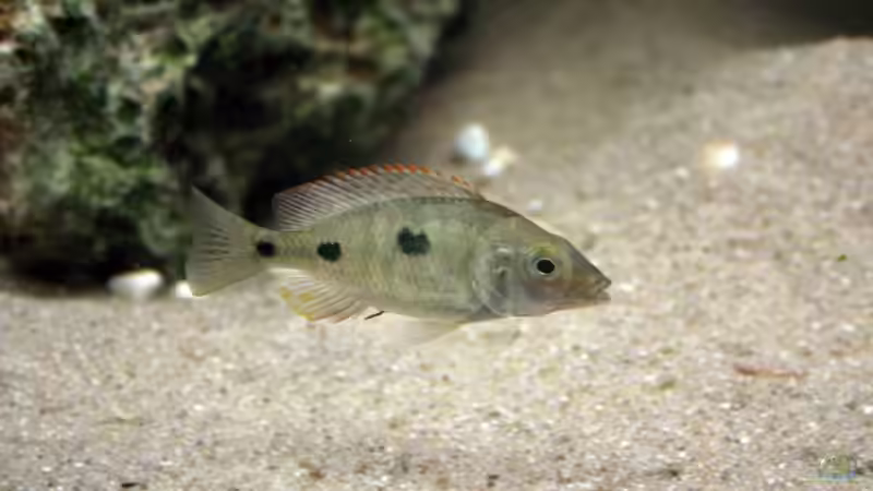 Otopharynx tetrastigma - Weibchen von Roland Figura (18)