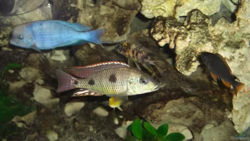 Otopharynx tetrastigma, Mai 2008 von Stephan Ascher (47)