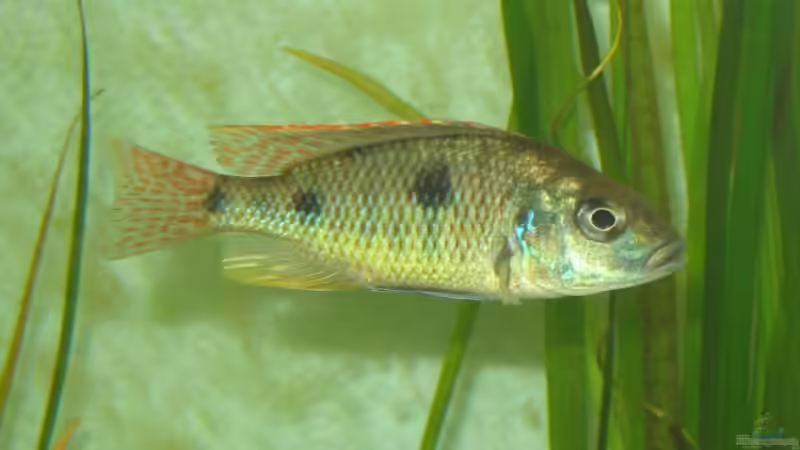 Otopharynx tetrastigma  von Vuletic Dejan (9)