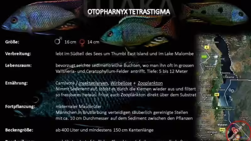 Otopharynx ´tetrastigma´ Artentafel  von TheToxicAvenger (28)