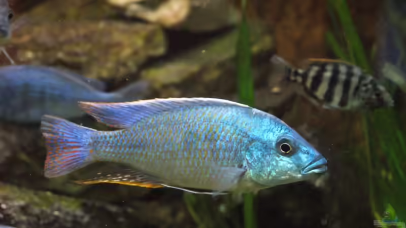 Otopharynx tetrastigma m von Tom (9)