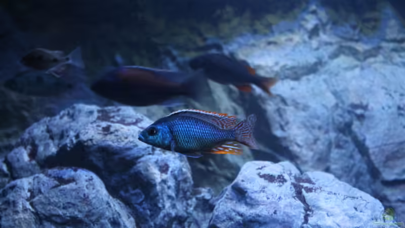 Aquarien mit Otopharynx (Einrichtungsbeispiele für Otopharynx-Arten)