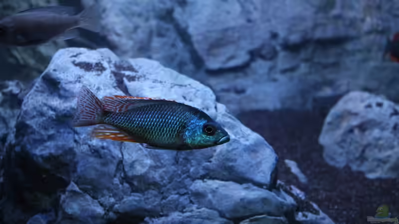 Einrichtungsbeispiele für Otopharynx tetrastigma