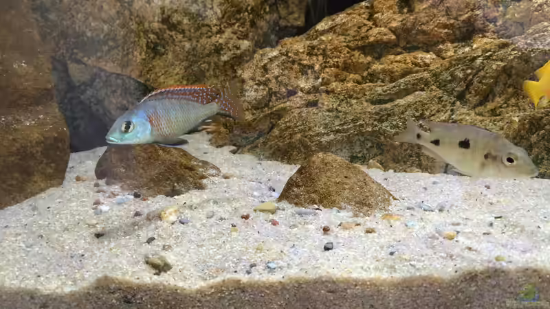 Otopharynx tetrastigma von Branjo (35)