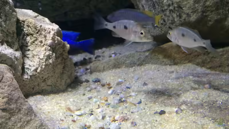 Otopharynx tetrastigma von Branjo (39)