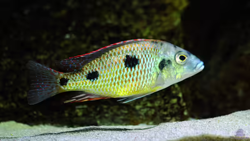 Otopharynx Tetrastigma von MalawiMartin (18)