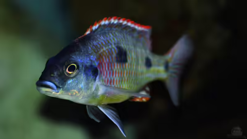 Otopharynx Tetrastigma von MalawiMartin (9)