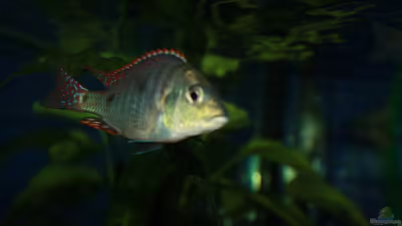 Otopharynx tetrastigma von MikeM. (5)