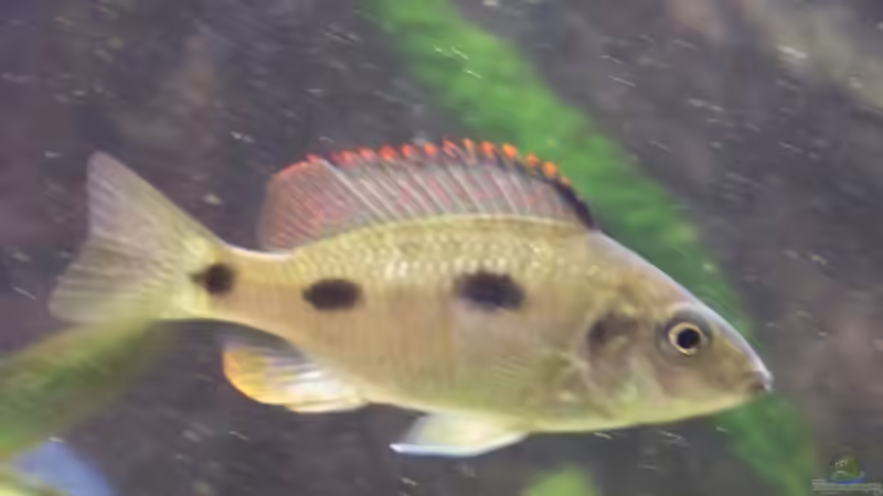 Otopharynx tetrastigma w von Tom (23)