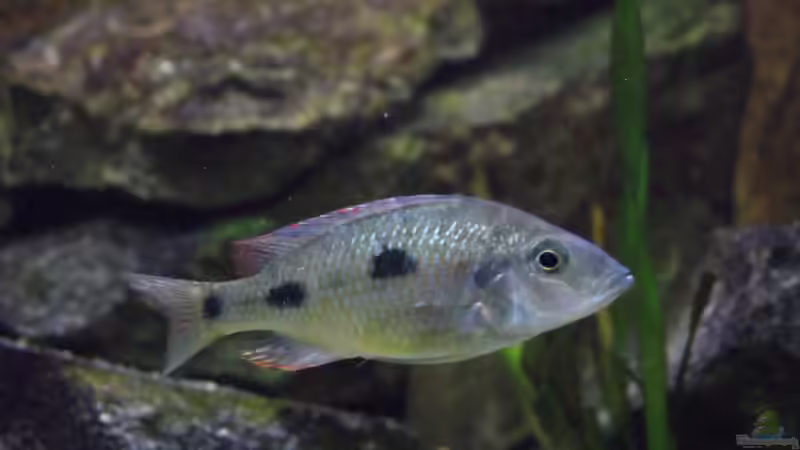 Aquarien mit Otopharynx (Einrichtungsbeispiele für Otopharynx-Arten)