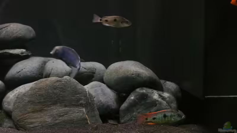 Einrichtungsbeispiele für Otopharynx tetrastigma