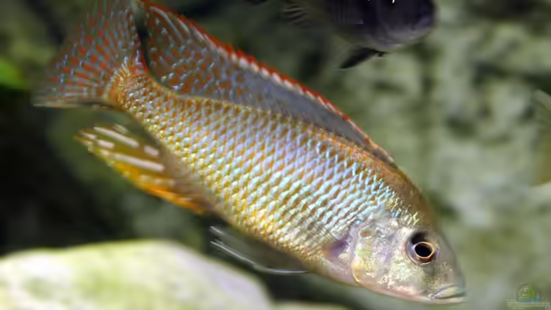 Otopharynx von Selina (4)