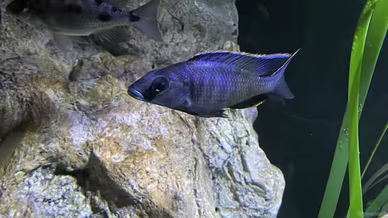 Otopharynx Walteri in Balzstimmung von AW. (25)