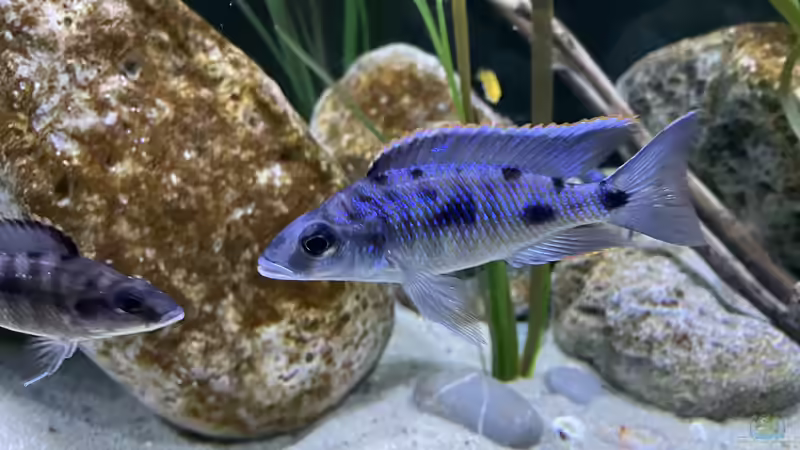 Otopharynx Walteri von AW. (24)